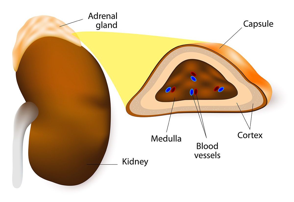 infographic illustration on adrenal gland