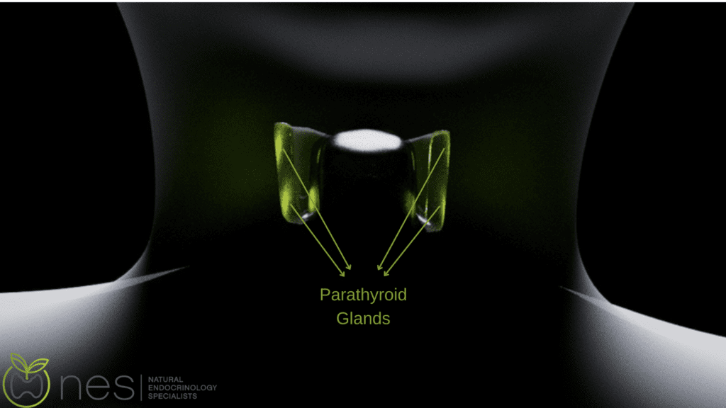 An image showing the parathyroid glands