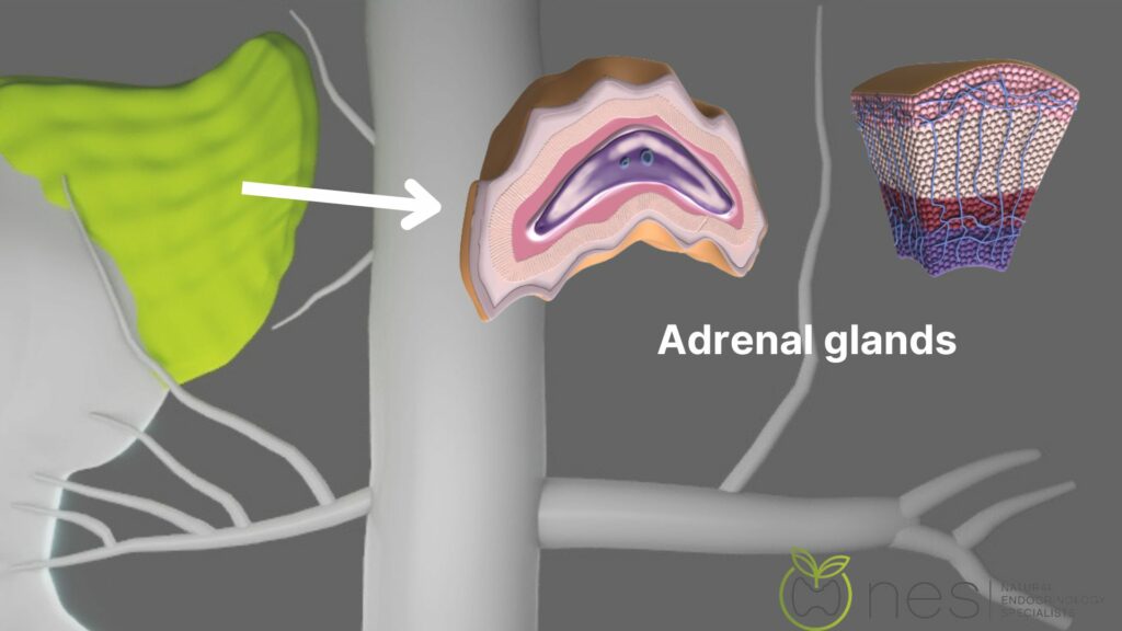 The adrenal glands, different types of adrenal gland disorders