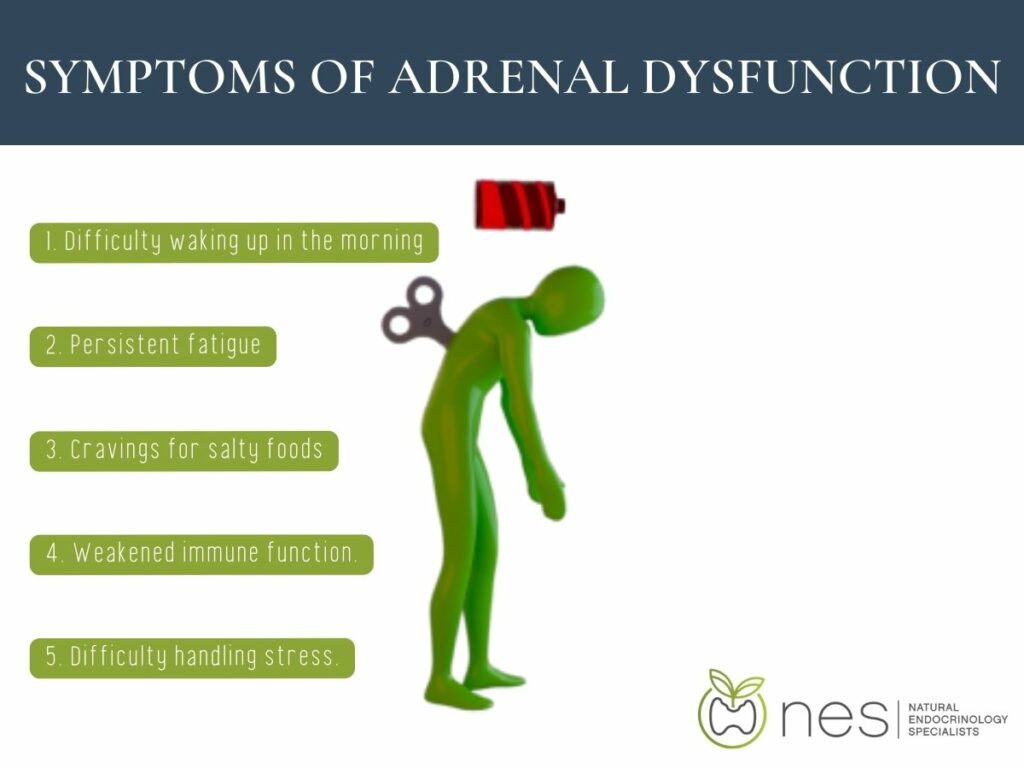 infographic illustration on the symptoms of adrenal dysfunction for stress and adrenal dysfunction 