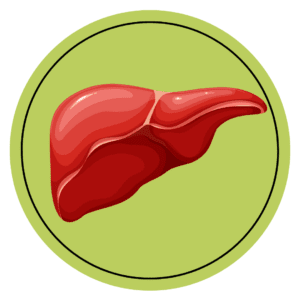 enlarged liver icon on a green circular frame on a transparent background