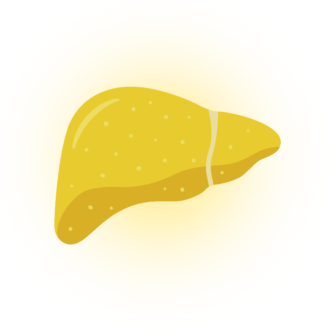 fatty liver icon on a transparent background