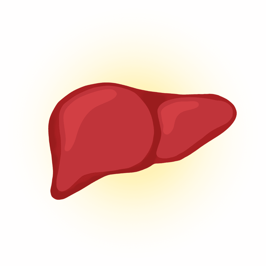 healthy liver on a transparent background